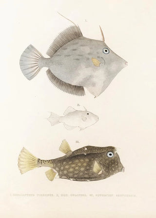 Philipp Franz Balthasar von Siebold - Fauna japonica Pl147.webp