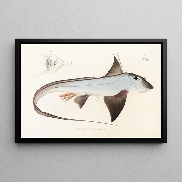 Fauna japonica Pl149 - Philipp Franz Balthasar von Siebold — ingelijst kunstwerk aan de muur