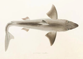 Philipp Franz Balthasar von Siebold - Fauna japonica Pl152.webp