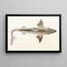 Japanese Fauna Pl152 - Philipp Franz Balthasar von Siebold — framed artwork on a wall