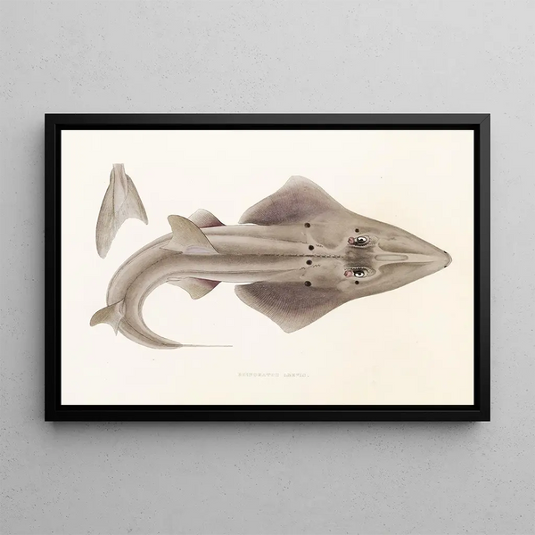 Japanse fauna Pl156 - Philipp Franz Balthasar von Siebold — ingelijst kunstwerk aan de muur