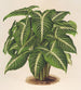 Phyllotnium Lindeni - Charles Antoine Lemaire — weergave van het kunstwerk