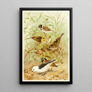 Pierre Jacques Smit - Buntings.webp