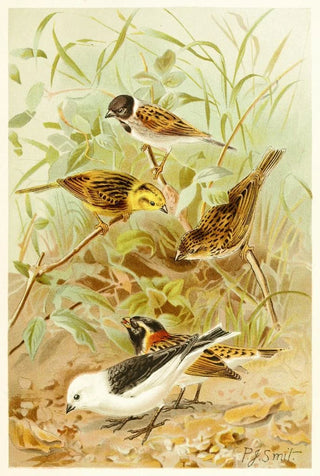 Pierre Jacques Smit - Buntings.webp