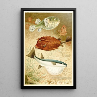 Pierre Jacques Smit - Globe fish and Coffer fish.webp