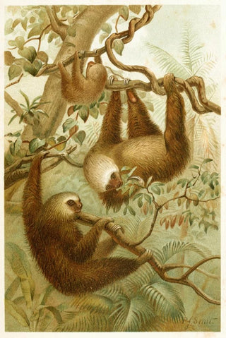 Pierre Jacques Smit - The twotoed Sloth.webp