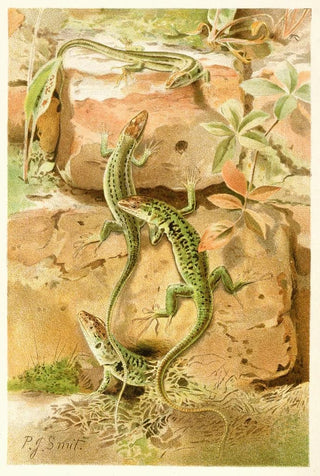 Pierre Jacques Smit - Wall Lizards.webp