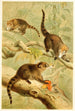 Coati à nez blanc - Pierre Jacques Smit — weergave van het kunstwerk