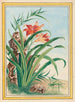 Plants of China Pl034 - Pierre Joseph Buchoz — artwork view