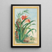 Plants of China Pl034 - Pierre Joseph Buchoz — framed artwork on a wall