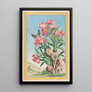 Pierre Joseph Buchoz - Plantes de Chine Pl054.webp