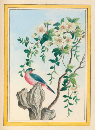 Pierre Joseph Buchoz - Plantes de Chine Pl063.webp