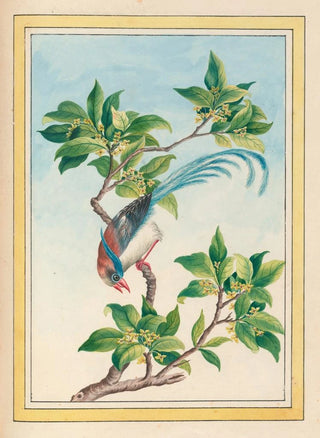 Pierre Joseph Buchoz - Plantes de Chine Pl067.webp