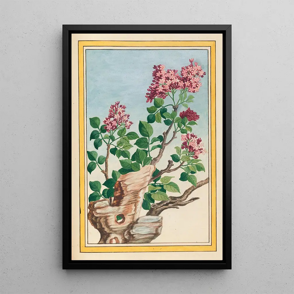 Pierre Joseph Buchoz - Plantes de Chine Pl069.webp