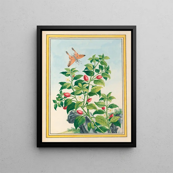 Pierre Joseph Buchoz - Plantes de Chine Pl086.webp