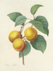 Keuze van de mooiste bloemen pl 001 - Pierre-Joseph Redouté — weergave van het kunstwerk