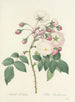 Keuze van de mooiste bloemen pl 002 - Pierre-Joseph Redouté — weergave van het kunstwerk
