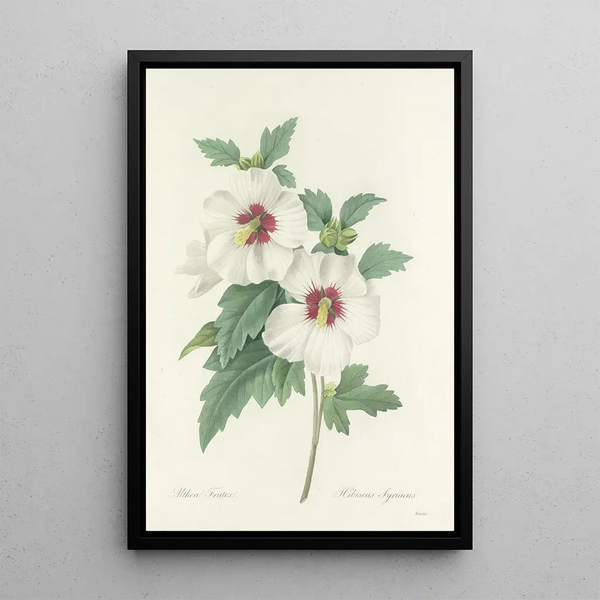 Pierre Joseph Redout - Choix des plus belles fleurs pl 004.webp