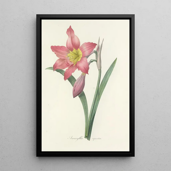 Pierre Joseph Redout - Choix des plus belles fleurs pl 006.webp