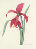 Keuze van de mooiste bloemen pl 007 - Pierre-Joseph Redouté — weergave van het kunstwerk