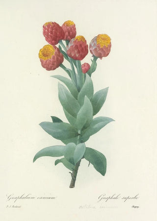 Pierre Joseph Redout - Choix des plus belles fleurs pl 011.webp