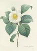 Keuze van de mooiste bloemen pl 016 - Pierre-Joseph Redouté — weergave van het kunstwerk