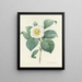 Keuze van de mooiste bloemen pl 016 - Pierre-Joseph Redouté — ingelijst kunstwerk aan de muur