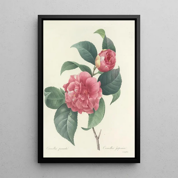 Pierre Joseph Redout - Choix des plus belles fleurs pl 018.webp