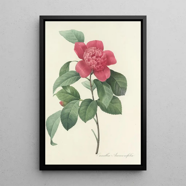 Pierre Joseph Redout - Choix des plus belles fleurs pl 019.webp
