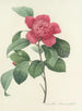 Choix des plus belles fleurs pl 019 - Pierre Joseph Redouté — weergave van het kunstwerk