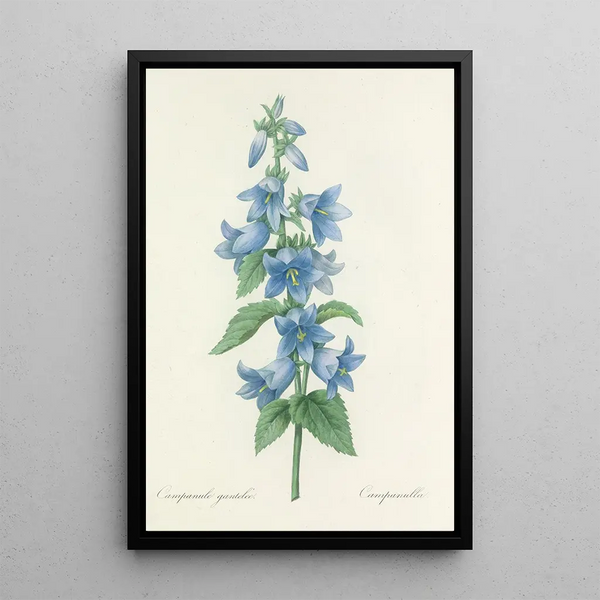 Pierre Joseph Redout - Choix des plus belles fleurs pl 021.webp