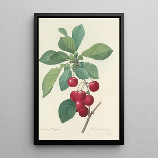 Pierre Joseph Redout - Choix des plus belles fleurs pl 022.webp