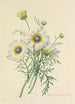 Choice of the Most Beautiful Flowers pl 024 - Pierre Joseph Redouté — artwork view