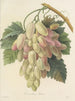 Keuze van de mooiste bloemen pl 027 - Pierre-Joseph Redouté — weergave van het kunstwerk