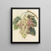 Keuze van de mooiste bloemen pl 027 - Pierre-Joseph Redouté — ingelijst kunstwerk aan de muur