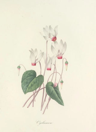 Pierre Joseph Redout - Choix des plus belles fleurs pl 029.webp