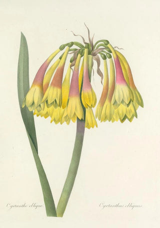 Pierre Joseph Redout - Choix des plus belles fleurs pl 030.webp