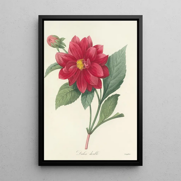 Pierre Joseph Redout - Choix des plus belles fleurs pl 032.webp