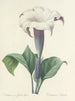 Keuze van de mooiste bloemen pl 033 - Pierre-Joseph Redouté — weergave van het kunstwerk