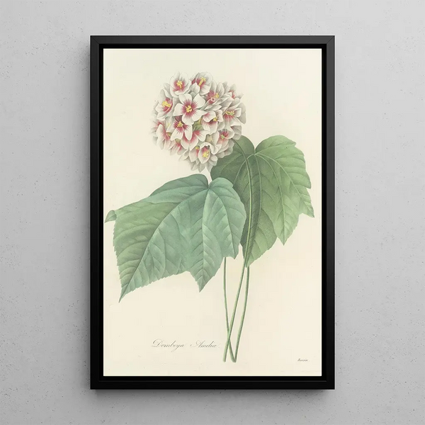 Choix des plus belles fleurs pl 036 - Pierre Joseph Redouté — ingelijst kunstwerk aan de muur
