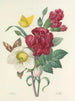Keuze van de mooiste bloemen pl 037 - Pierre-Joseph Redouté — weergave van het kunstwerk