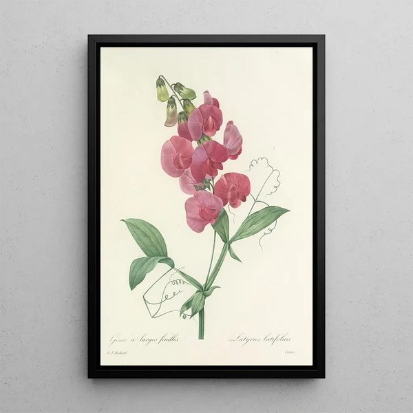 Choix des plus belles fleurs pl 038 - Pierre Joseph Redouté — ingelijst kunstwerk aan de muur