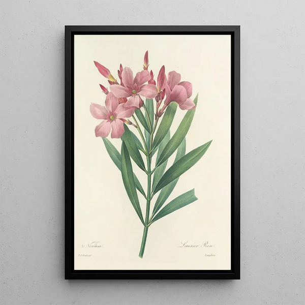 Choix des plus belles fleurs pl 040 - Pierre Joseph Redouté — ingelijst kunstwerk aan de muur