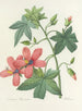 Keuze uit de mooiste bloemen pl 041 - Pierre-Joseph Redouté — weergave van het kunstwerk