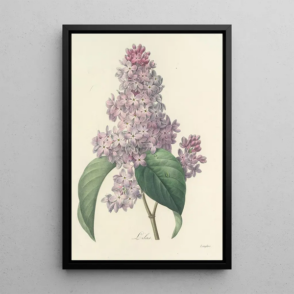 Choix des plus belles fleurs pl 042 - Pierre Joseph Redouté — ingelijst kunstwerk aan de muur
