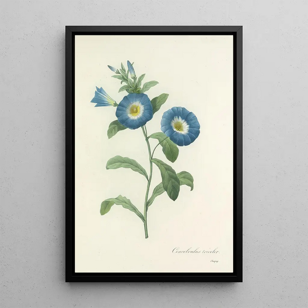 Choix des plus belles fleurs pl 043 - Pierre Joseph Redouté — ingelijst kunstwerk aan de muur