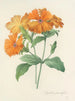 Keuze van de mooiste bloemen pl 044 - Pierre-Joseph Redouté — weergave van het kunstwerk