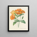 Keuze van de mooiste bloemen pl 044 - Pierre-Joseph Redouté — ingelijst kunstwerk aan de muur