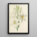 Choix des plus belles fleurs pl 045 - Pierre Joseph Redouté — ingelijst kunstwerk aan de muur