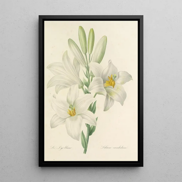Choix des plus belles fleurs pl 045 - Pierre Joseph Redouté — ingelijst kunstwerk aan de muur